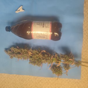 1000009735.jpg
