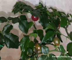 IMG_5700.jpeg