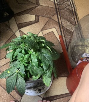 IMG_3247.jpeg