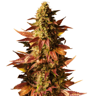 gelato #45.png gelato #45.png