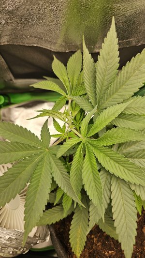 20241006_072917.jpg