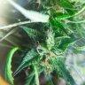 ebukusau