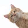 Noob