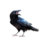 Brujo_grdn