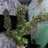 Rastamanchik_067